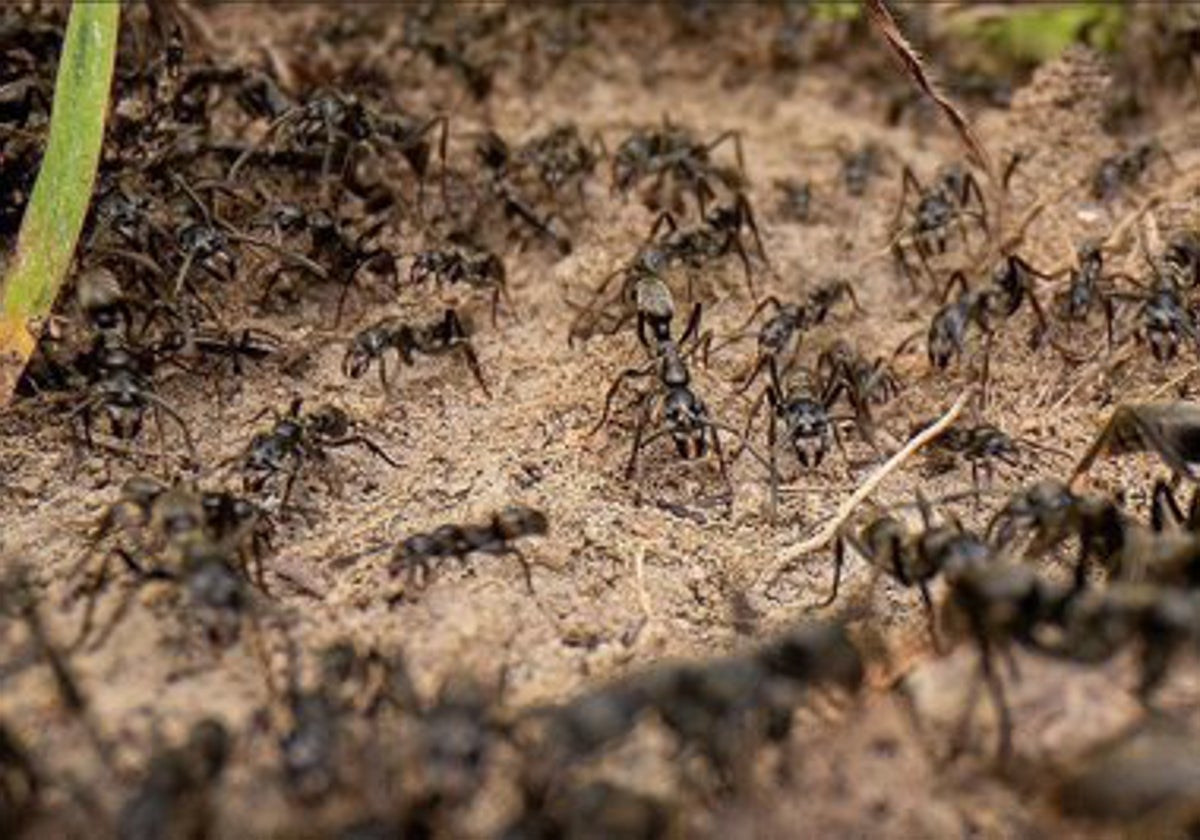 El Truco Para Acabar Con Una Plaga De Hormigas En Casa La Gaceta De